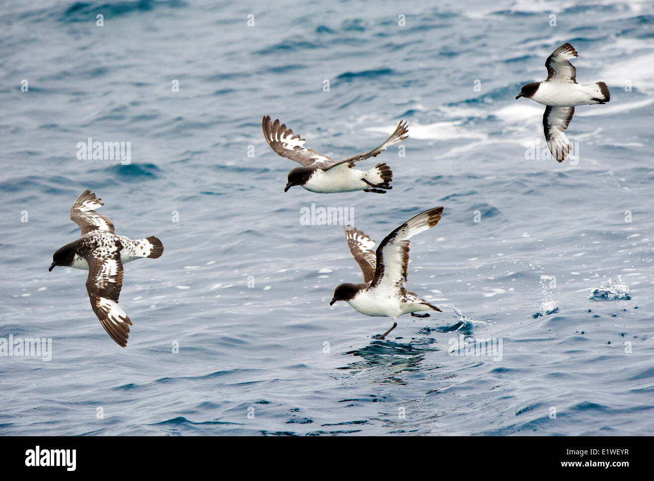 Pintado procellarie (Daption capense), isola della Georgia del Sud Antartide Foto Stock