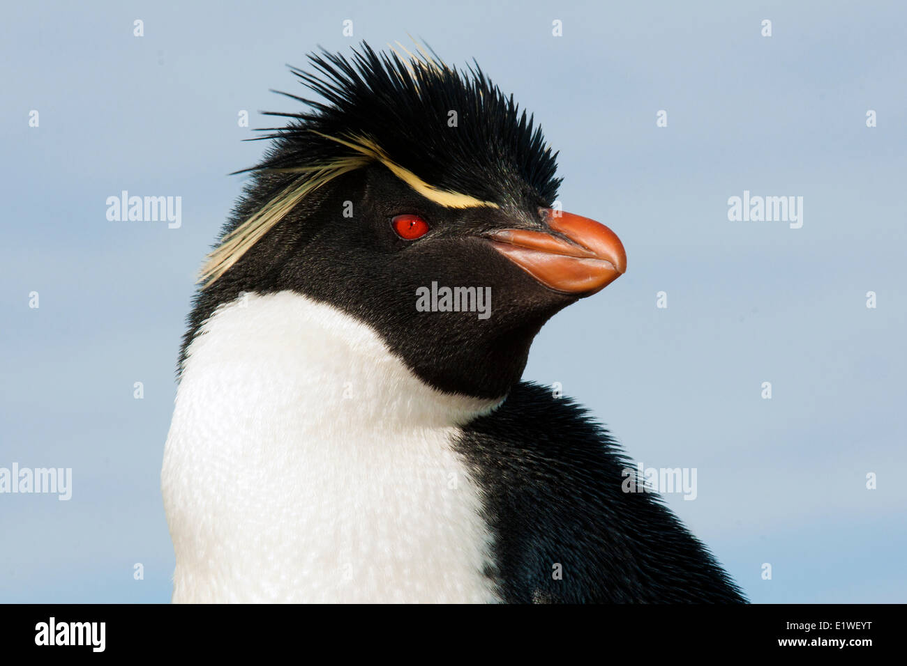 Pinguino saltaroccia (Eudyptes chrysocome), Isole Falkland, nel sud dell'Oceano Atlantico Foto Stock