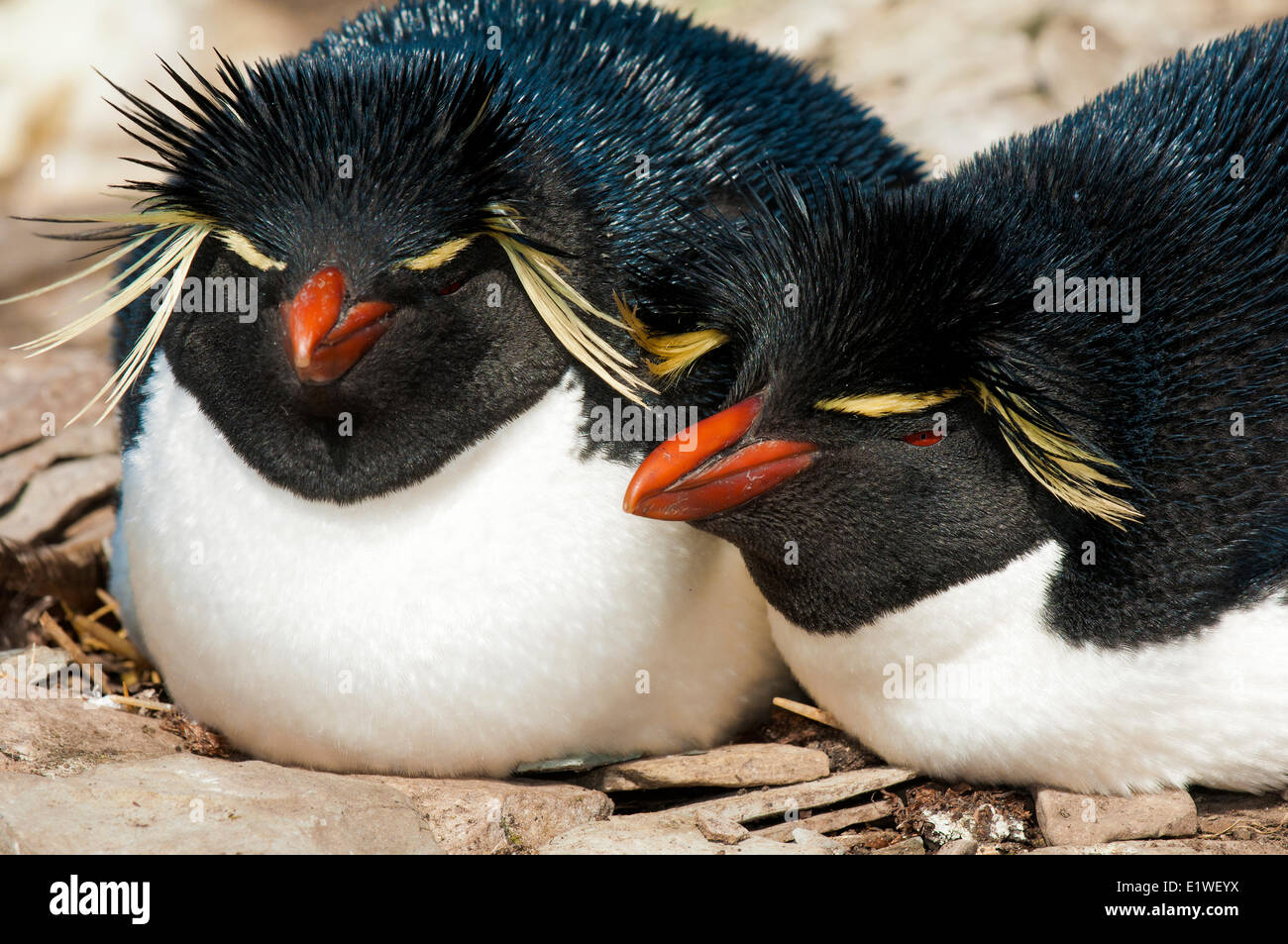 Pinguini saltaroccia (Eudyptes chrysocome), coppia di allevamento, Isole Falkland, nel sud dell'Oceano Atlantico Foto Stock