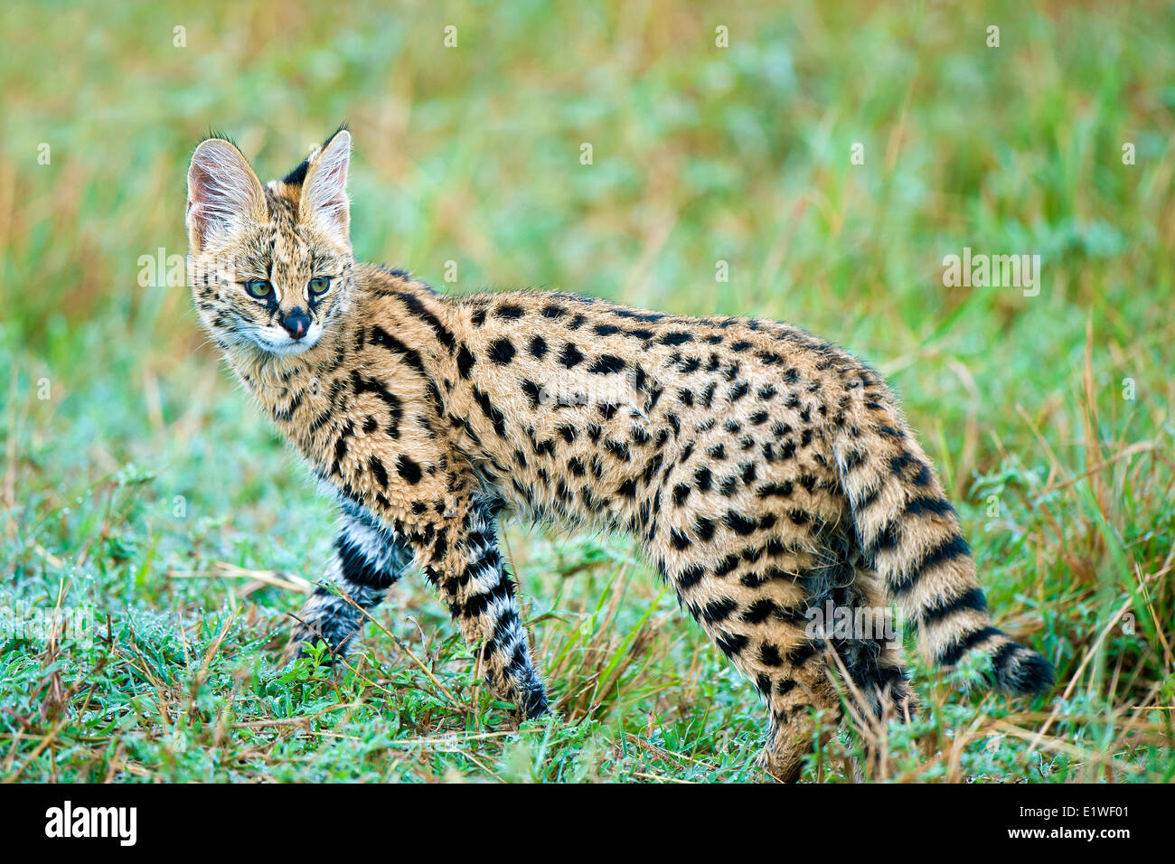 Serval gattino (Leptailurus serval), riserva Masai Mara, Kenya, Africa orientale Foto Stock