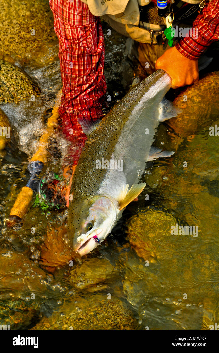 Dean River Steelhead, Oncorhynchus mykiss, British Columbia, Canada Foto Stock