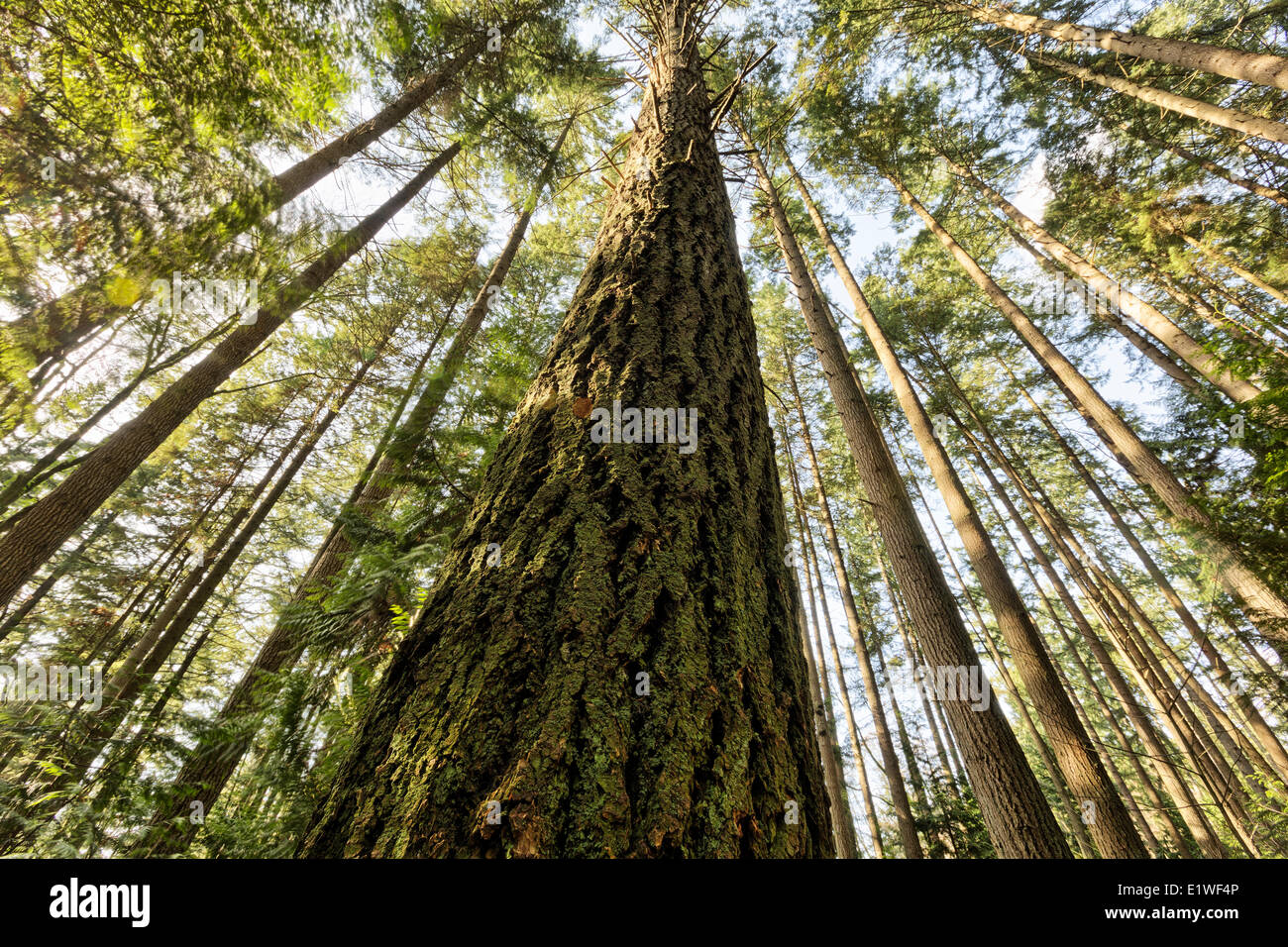 Guardando verso l'alto verso la cima degli alberi, lo spirito della Pacific Park, Vancouver, British Columbia. Foto Stock