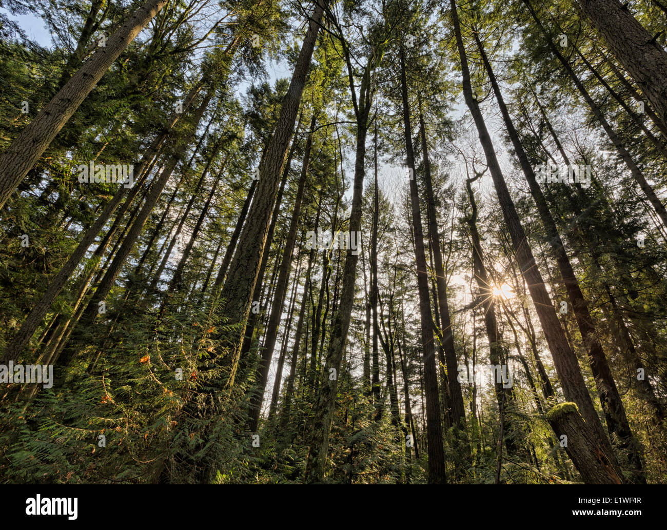 Guardando verso l'alto verso l'alto gli alberi spirito il Pacific Park Vancouver British Columbia. Il sole splende attraverso gli alberi Foto Stock