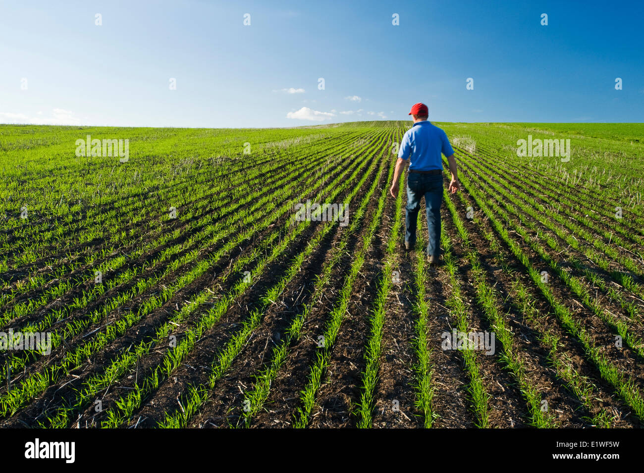 Un uomo scout una crescita iniziale campo di grano vicino a Holland, Manitoba, Canada Foto Stock
