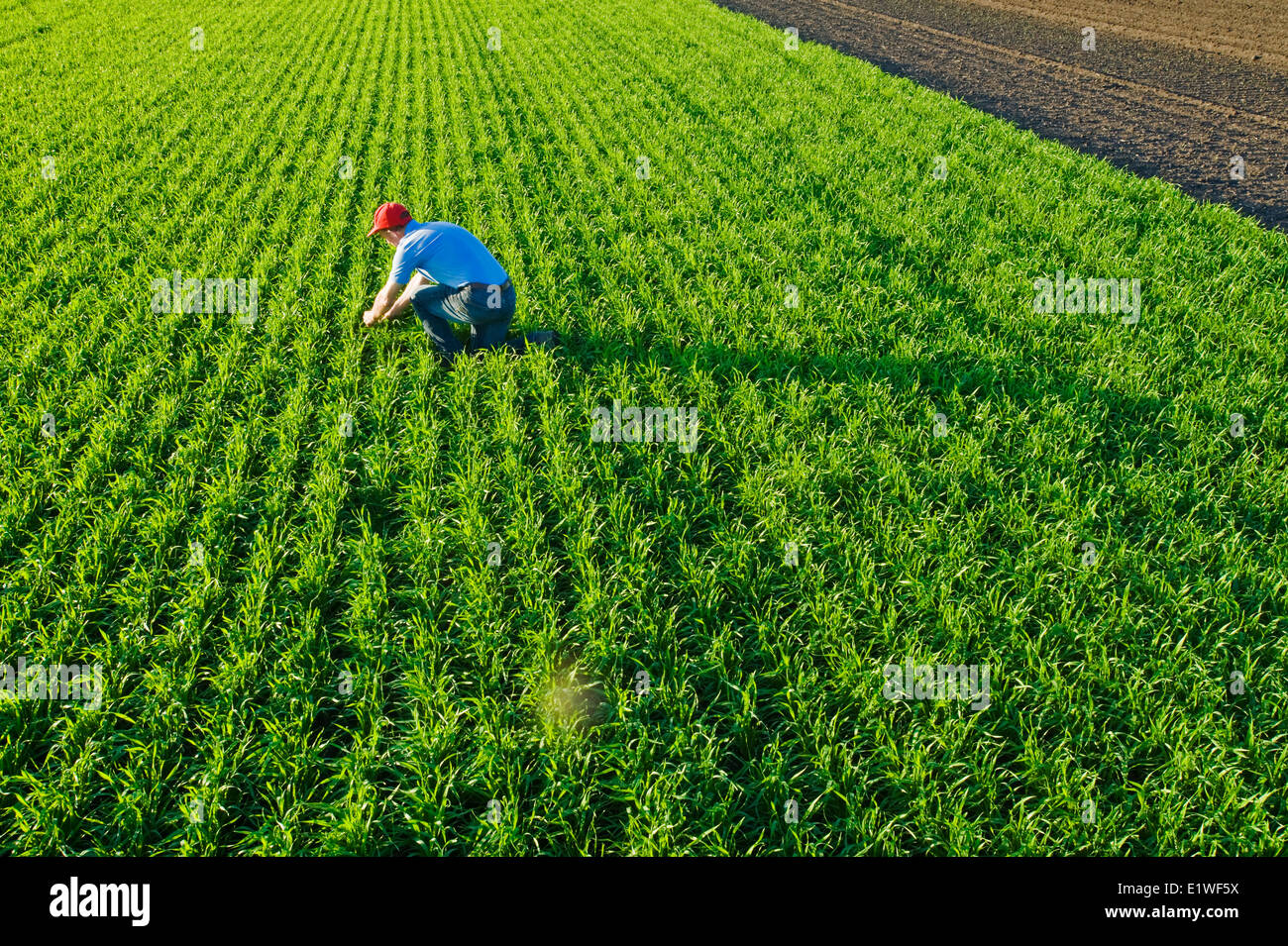Un uomo scout una crescita iniziale campo di grano vicino a Holland, Manitoba, Canada Foto Stock