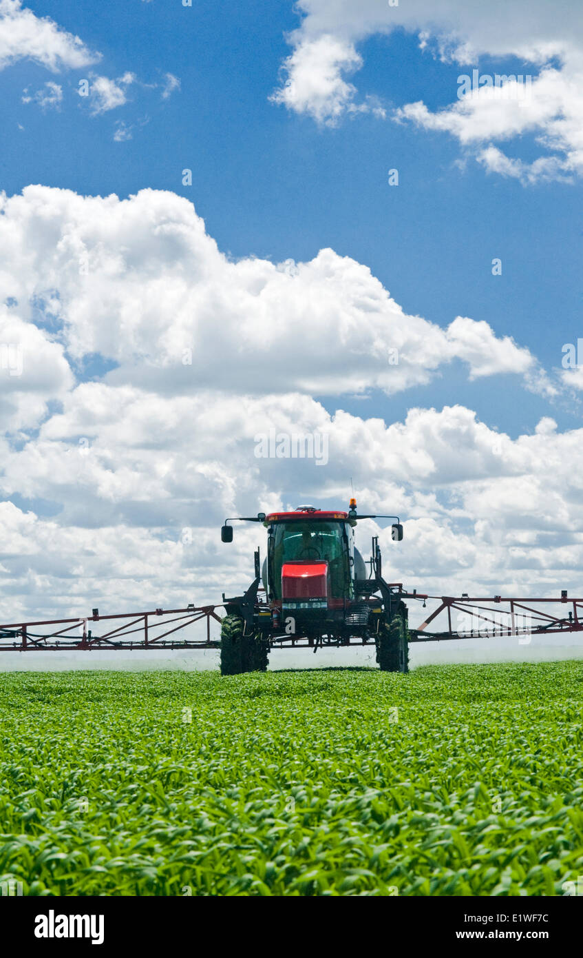Un gioco elevato si applica irroratrice erbicida per la rapida crescita di frumento nei pressi di Dugald, Manitoba, Canada Foto Stock
