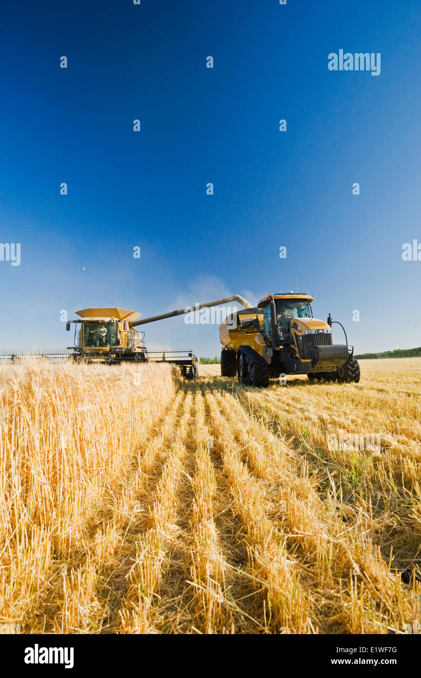 Una mietitrebbia scarica in un carro del grano in movimento durante il raccolto di orzo, nei pressi di Dugald, Manitoba, Canada Foto Stock