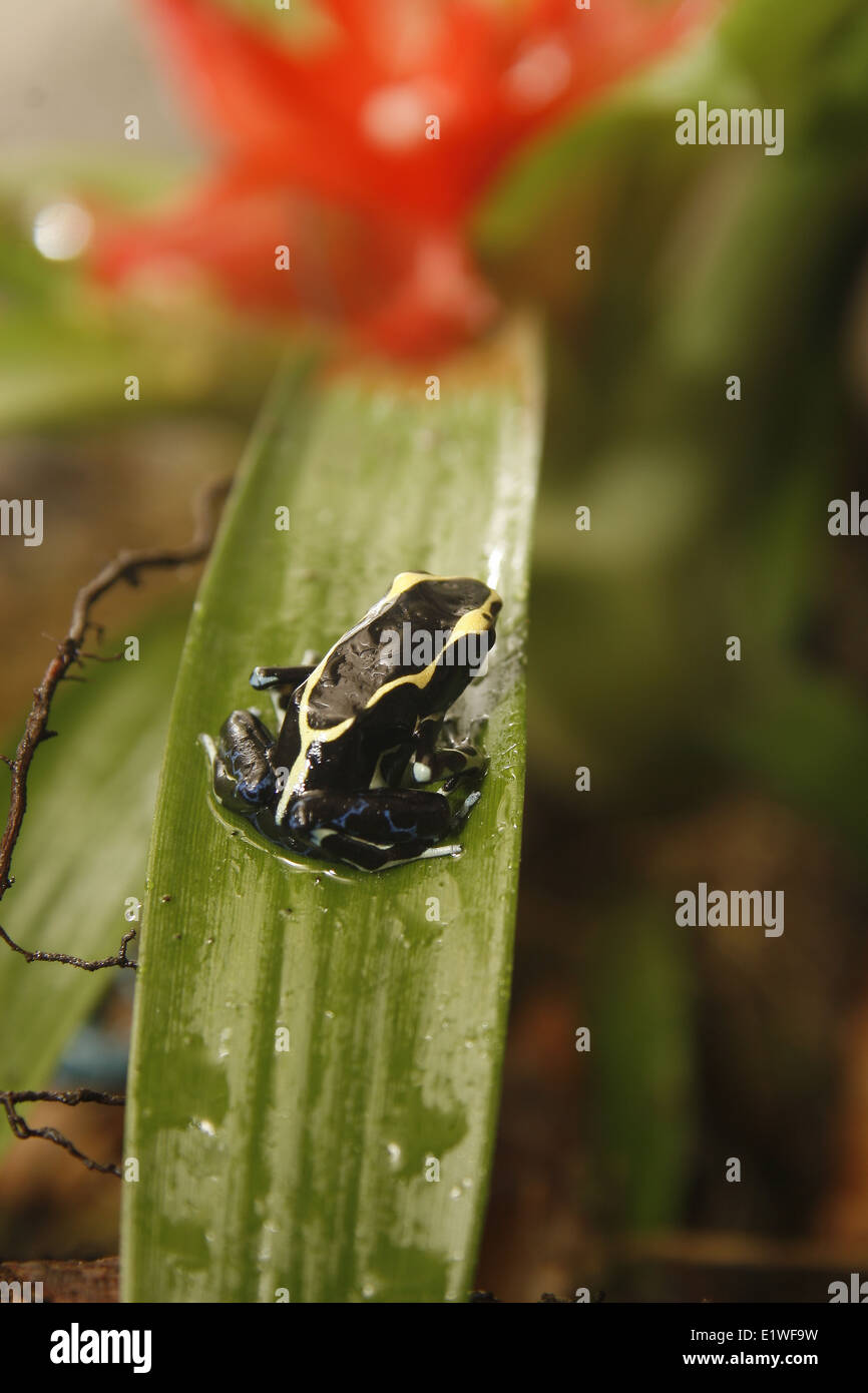 Poison dart frog su bromeliad Dendrobates tinctorius Guzmania Foto Stock