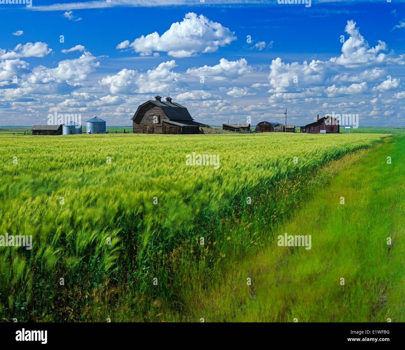 Azienda abbandonata, wind-soffiato frumento duro campo vicino Pontiex, Saskatchewan, Canada Foto Stock