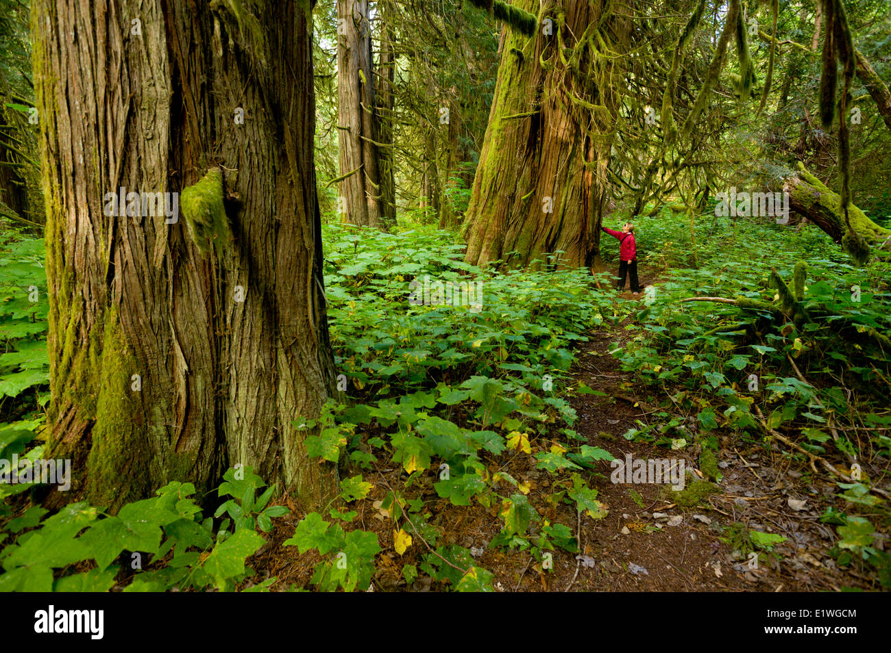 Una giovane donna escursionismo in Snootli Creek Parco Regionale, Bella Coola, British Columbia Foto Stock