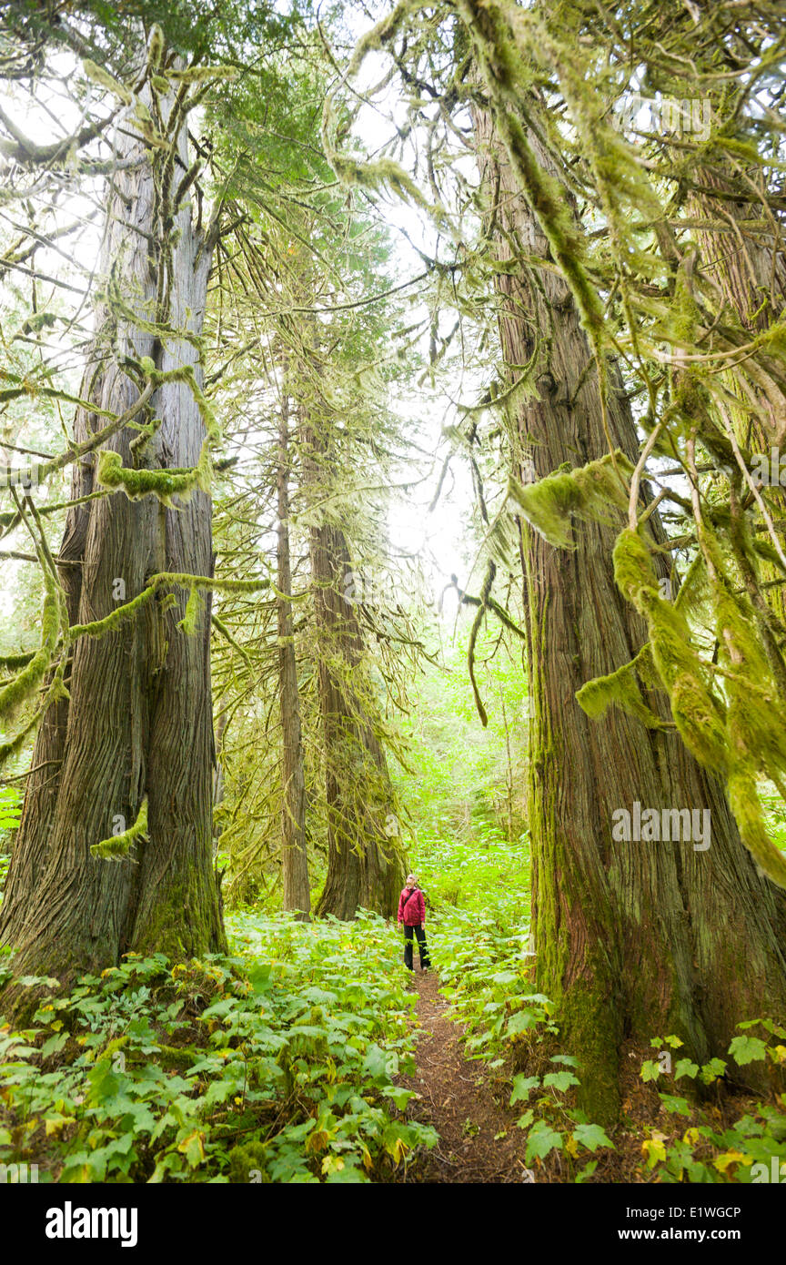 Una giovane donna escursionismo in Snootli Creek Parco Regionale, Bella Coola, British Columbia Foto Stock