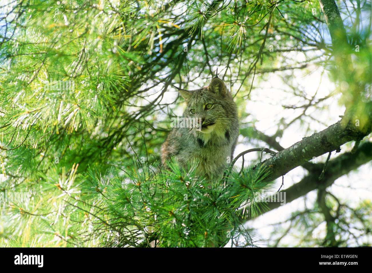 La lince, (Felis lynx) Foto Stock