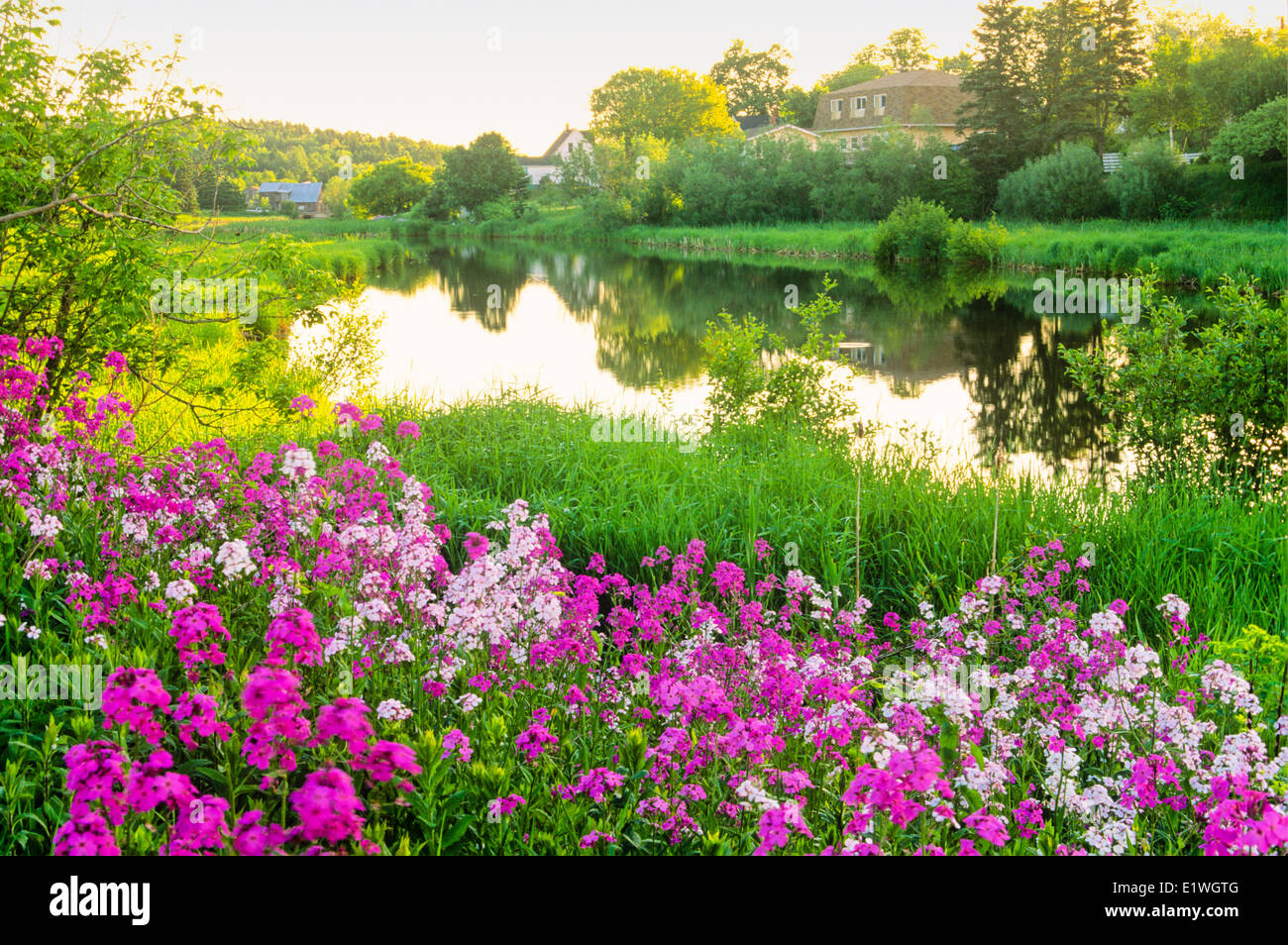 Phlox in bloom Hunter River, Prince Edward Island, Canada Foto Stock