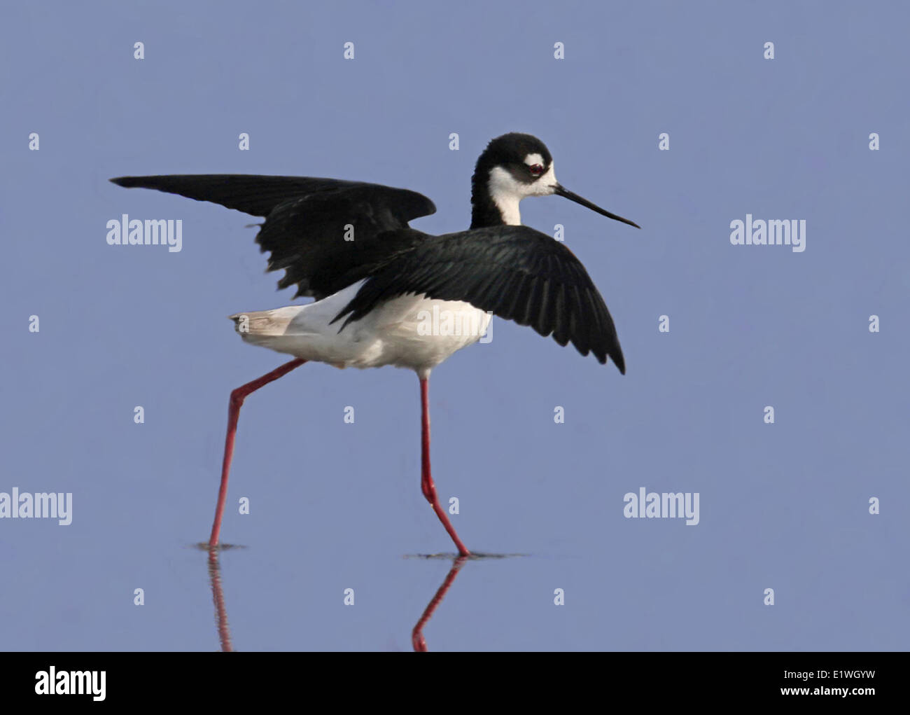 Un Nero colli, Stilt Himantopus mexicanus, passeggiate lungo una strada stagno in Saskatchewan, Canada Foto Stock