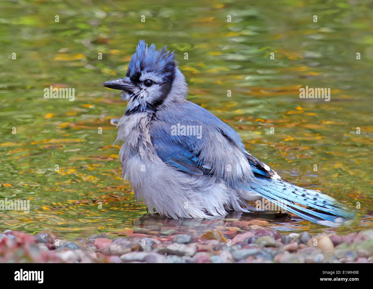 Un Blue Jay, Cyanocitta cristata, bagna in un cortile stagno, a Saskatoon, Saskatchewan, Canada Foto Stock