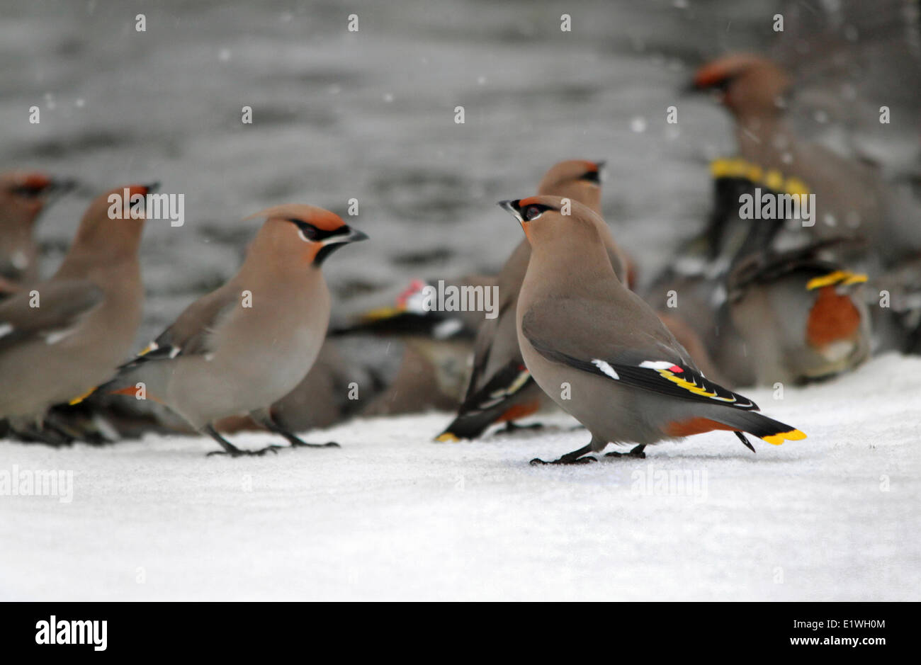 Bohemian Waxwings, Bombycilla garrulus, balneazione in un cortile laghetto, nel Saskatchewan, Canada Foto Stock