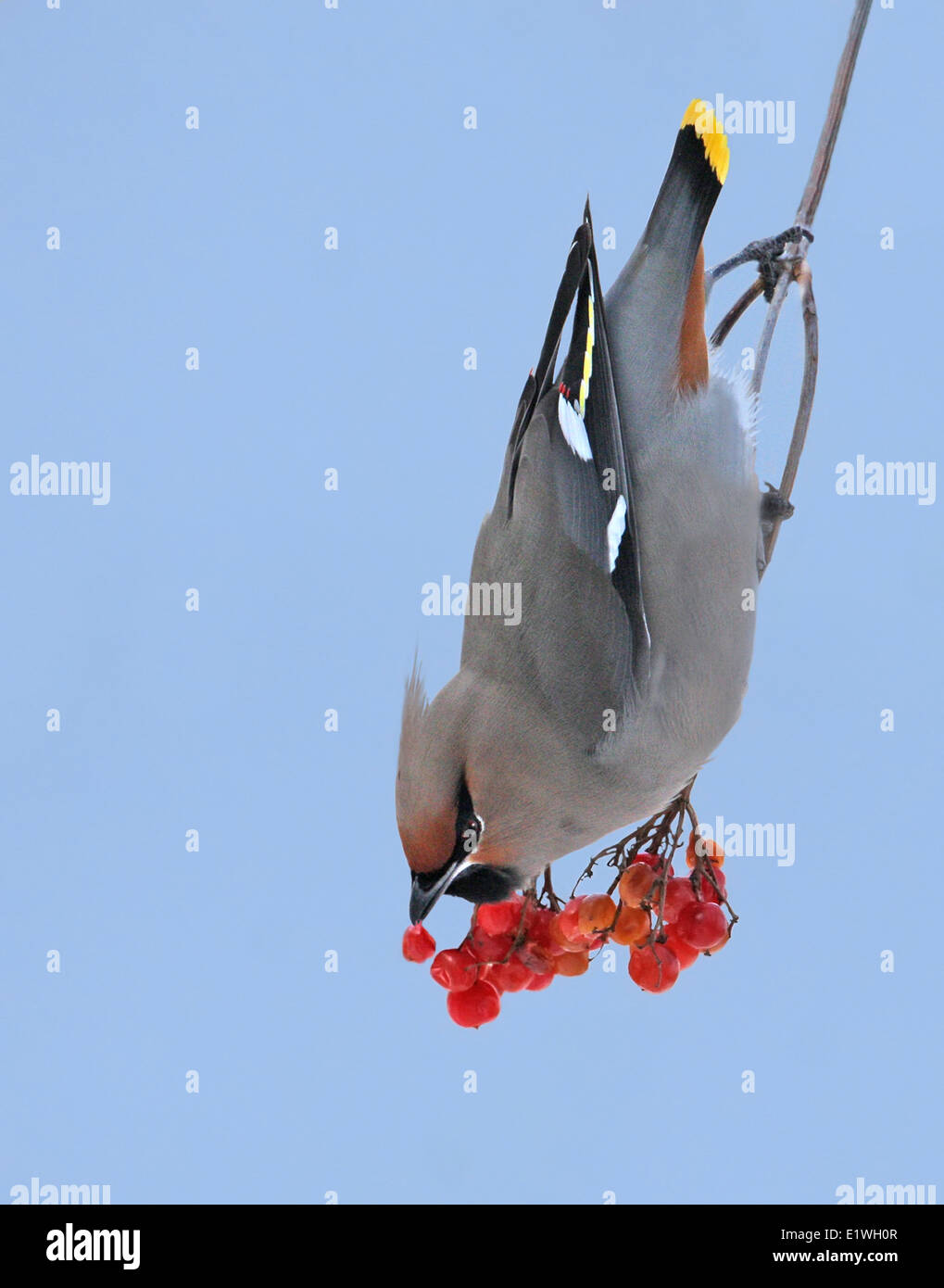 Un Bohemian Waxwing, Bombycilla garrulus, mangiando i frutti di bosco in Saskatchewan, Canada Foto Stock