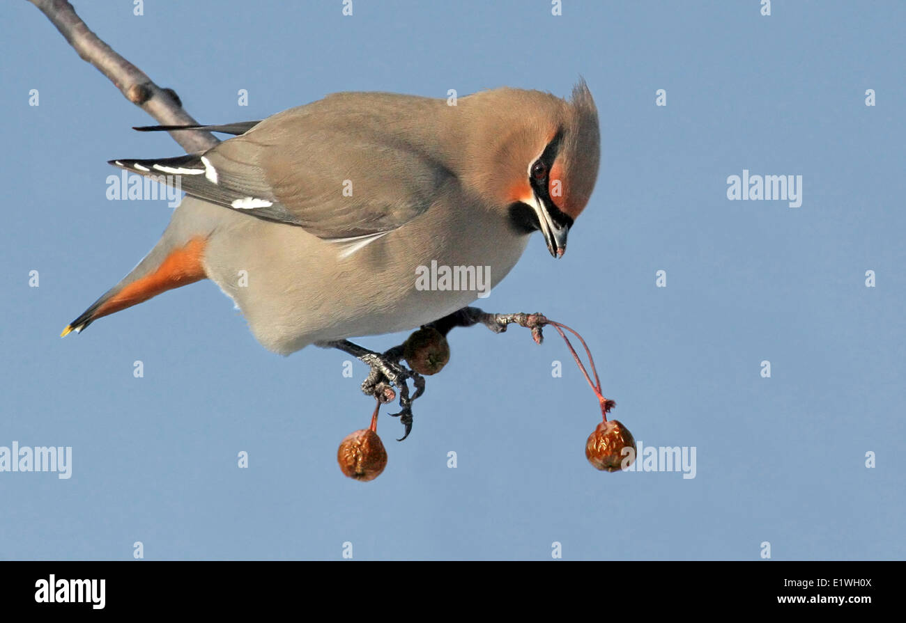 Un Bohemian Waxwing, Bombycilla garrulus, mangiando i frutti di bosco in Saskatchewan, Canada Foto Stock