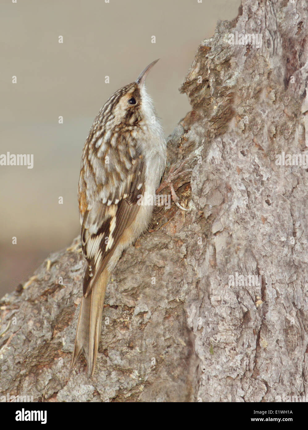 Un marrone superriduttore, Certhia americana, appollaiato su tree di Saskatoon, Saskatchewan, Canada Foto Stock