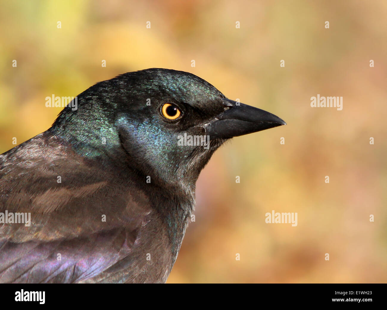 Grackle comune, i capretti Quiscalus quiscula, il Portrait, in autunno, Saskatoon, Saskatchewan, Canada Foto Stock