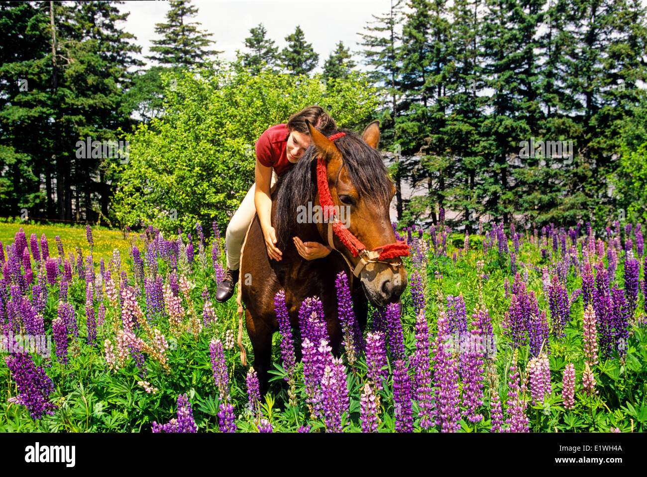 Ragazza giovane e cavallo in campo di lupino, St. Catherines, Prince Edward Island, Canada, modello rilasciato Foto Stock
