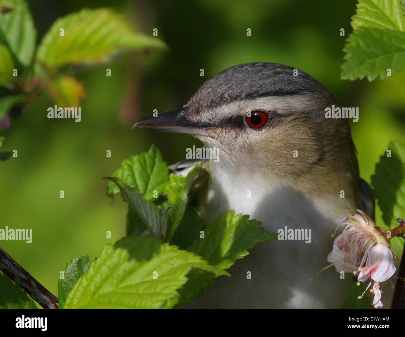 Un rosso-eyed, Vireo Vireo olivaceus, coetanei fuori da una bussola a Saskatoon, Saskatchewan Foto Stock