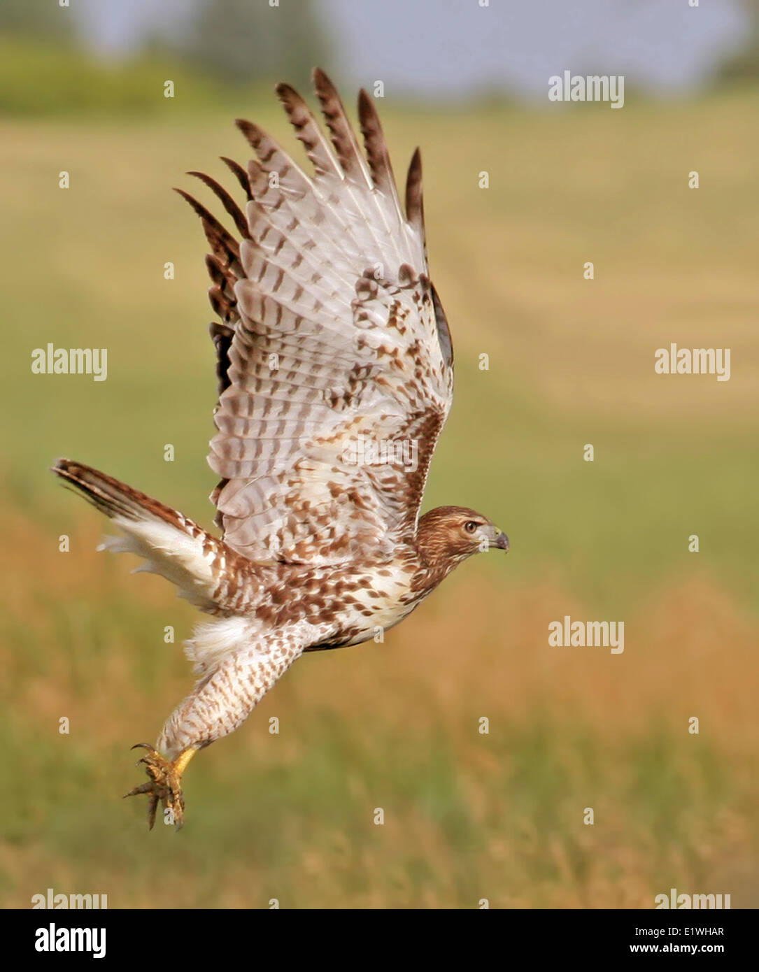 Un rosso-tailed Hawk, Buteo jamaicensis, prende il volo su un campo in Saskatchewan Foto Stock