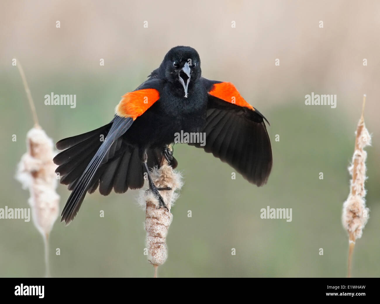 Un maschio rosso-winged Blackbird visualizza su un tifa in Saskatchewan, Canada Foto Stock