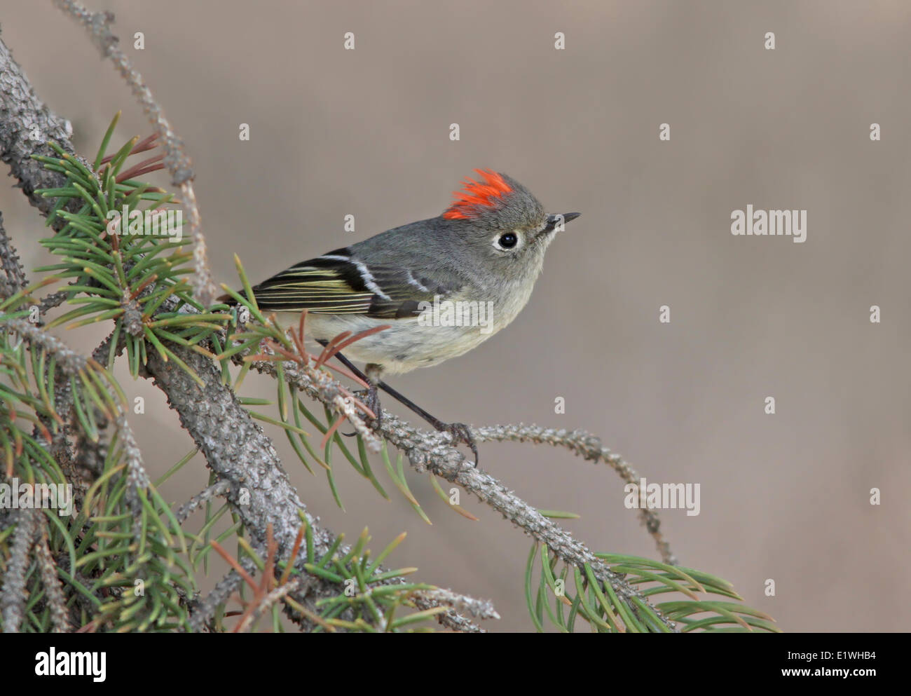 Ruby-incoronato Kinglet, Regulus calendula, appollaiato su un albero di abete rosso in Saskatchewan. Foto Stock