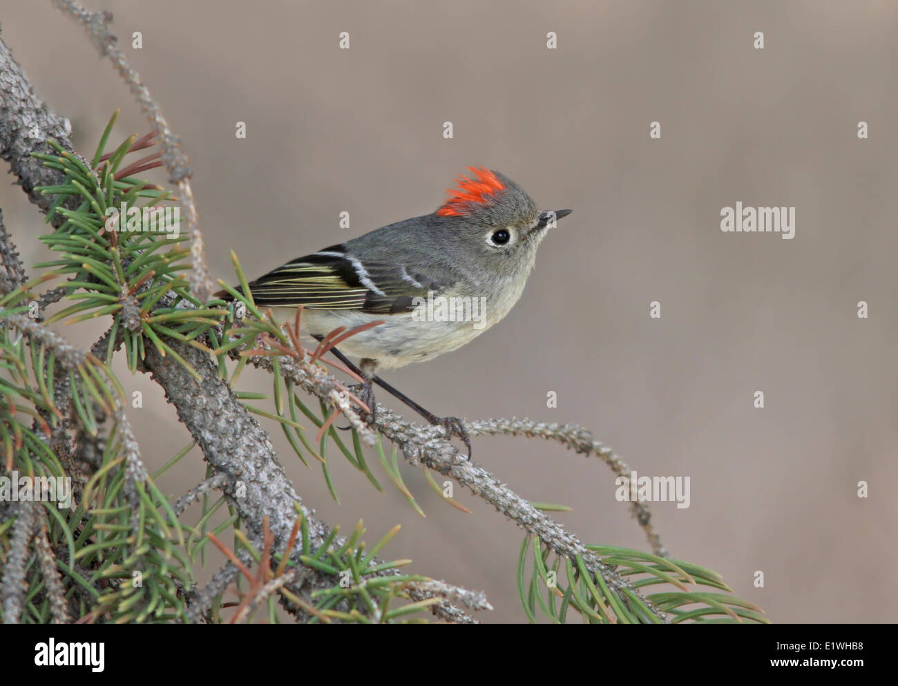 Ruby-incoronato Kinglet, Regulus calendula, visualizzazione su un albero di abete rosso in Saskatchewan. Foto Stock