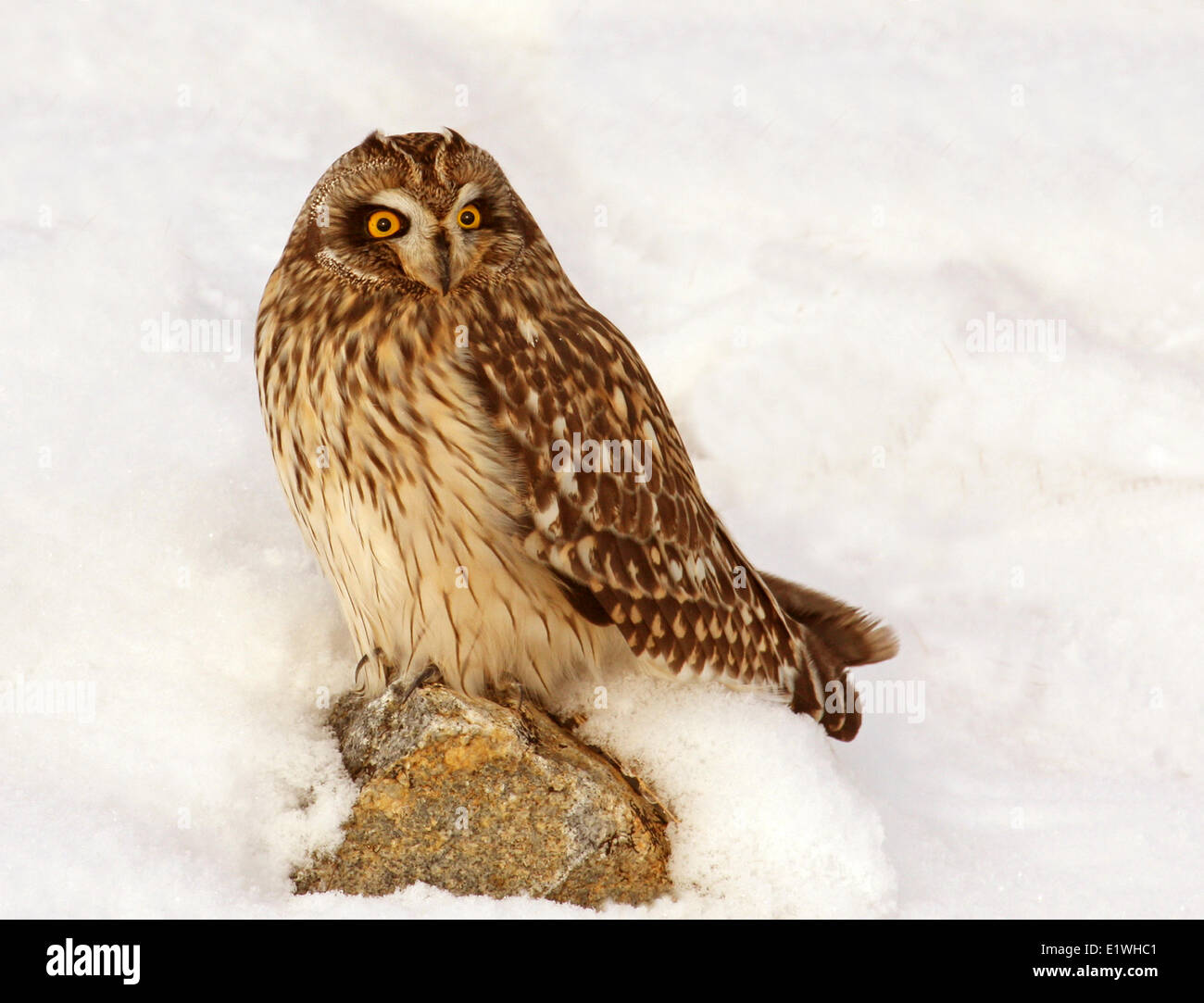 Corto-eared Owl, asio flammeus, sat nella neve, a Gardiner Dam, Saskatchewan Foto Stock