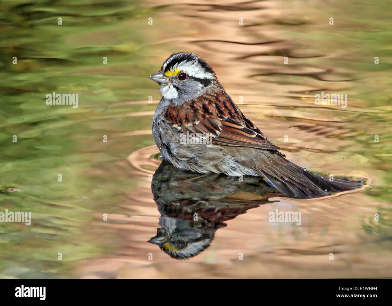 Un bianco-throated Sparrow, Zonotrichia albicollis, balneazione in un cortile pond di Saskatoon, Saskatchewan Foto Stock