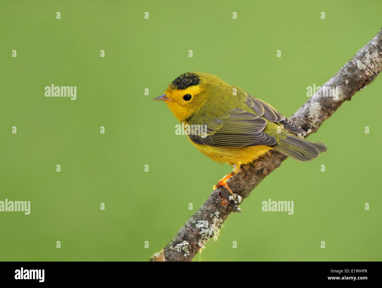 Un maschio di Wilson trillo, Cardellina pusilla, appollaiato su un ramo in Saskatoon, Saskatchewan Foto Stock