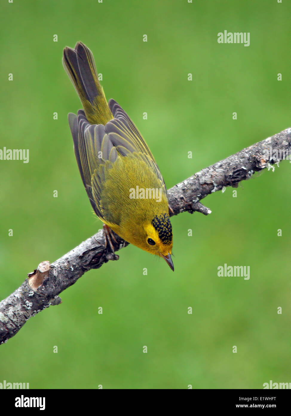 Un maschio di Wilson trillo, Cardellina pusilla, appollaiato su un ramo in Saskatoon, Saskatchewan Foto Stock