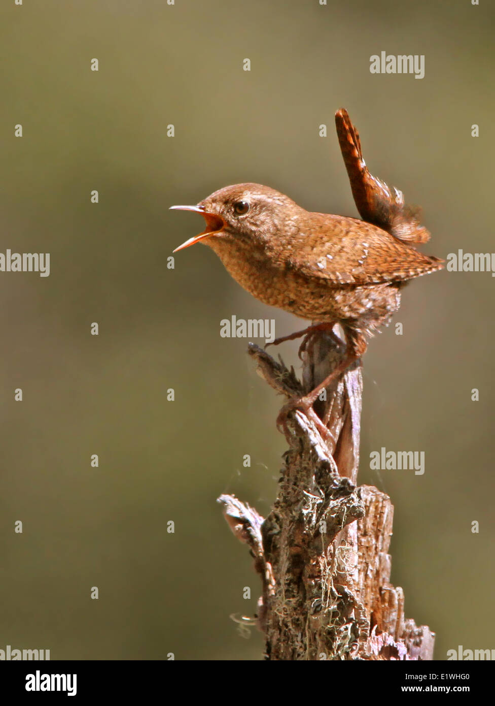 Un inverno di Wren, Troglodytes hiemalis, canta da un pesce persico del Prince Albert National Park, Saskatchewan Foto Stock