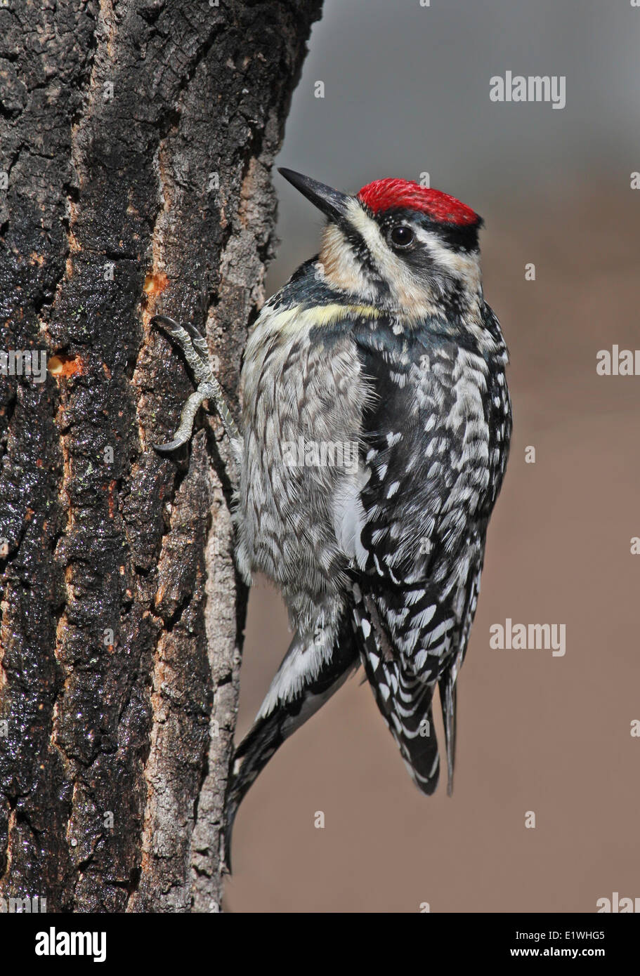 Una femmina a becco giallo, Sapsucker Sphyrapicus varius, mangiare sap da un albero in Saskatoon, Saskatchewan Foto Stock