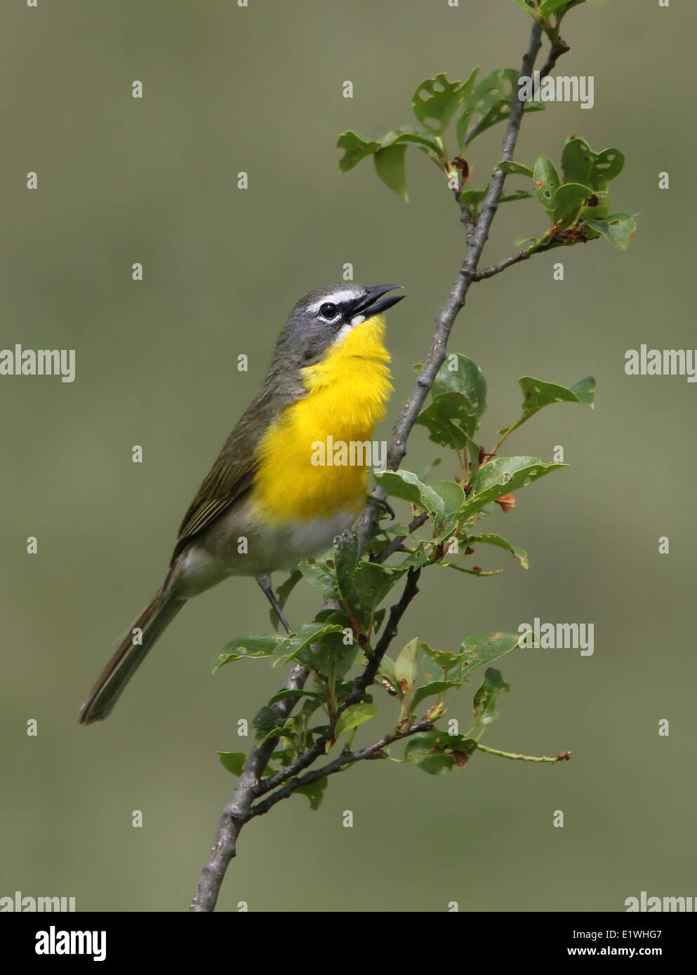 Un giallo-breasted Chat, Icteria virens, arroccato in Saskatchewan Landing Parco provinciale, Saskatchewan Foto Stock