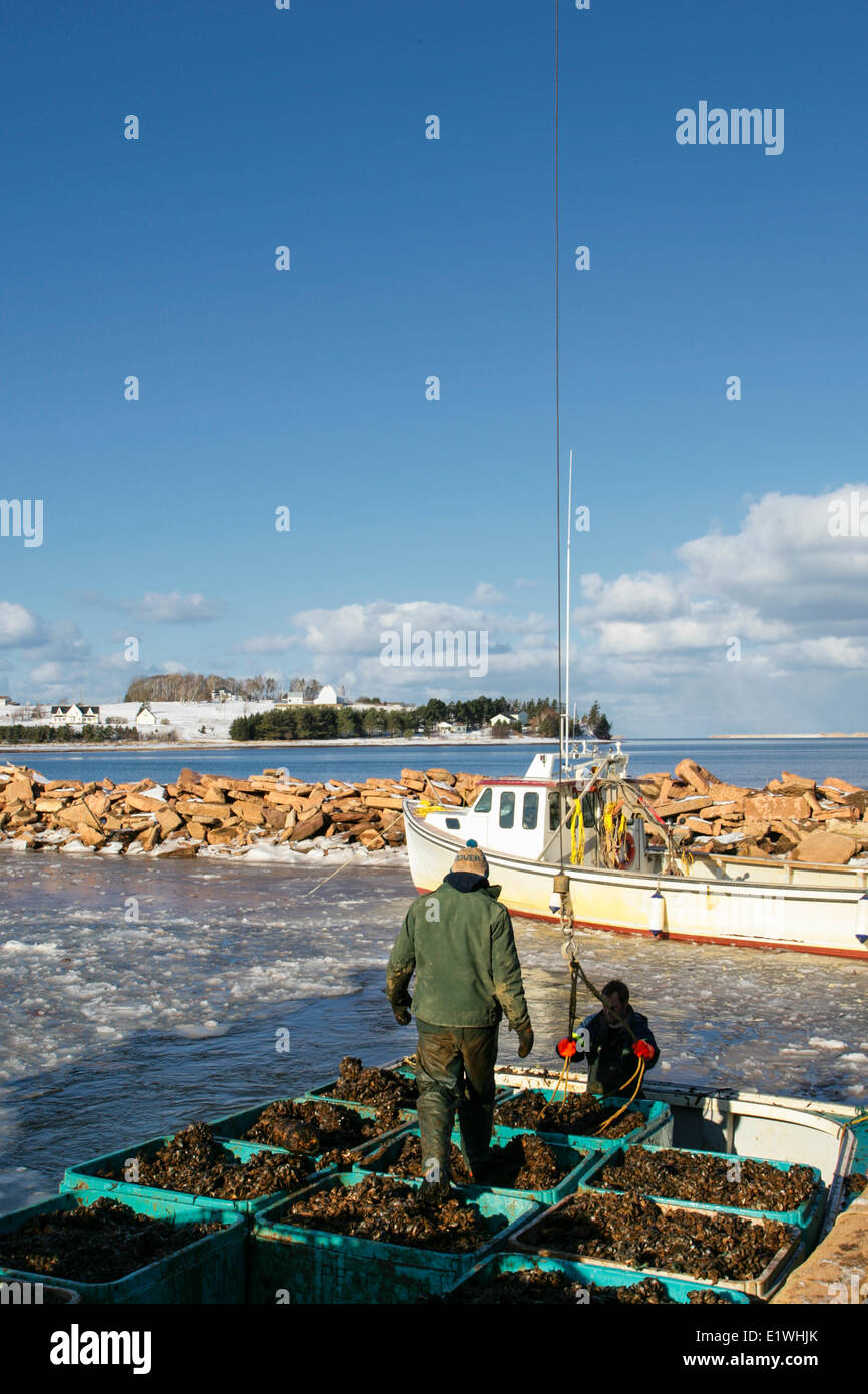 La raccolta di cozze in inverno, Stanley Bridge, Prince Edward Island, Canada Foto Stock