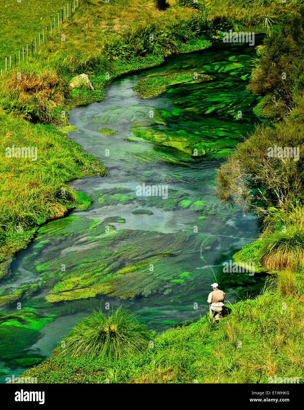 Fiume Waihou Nuova Zelanda Spring Creek Foto Stock