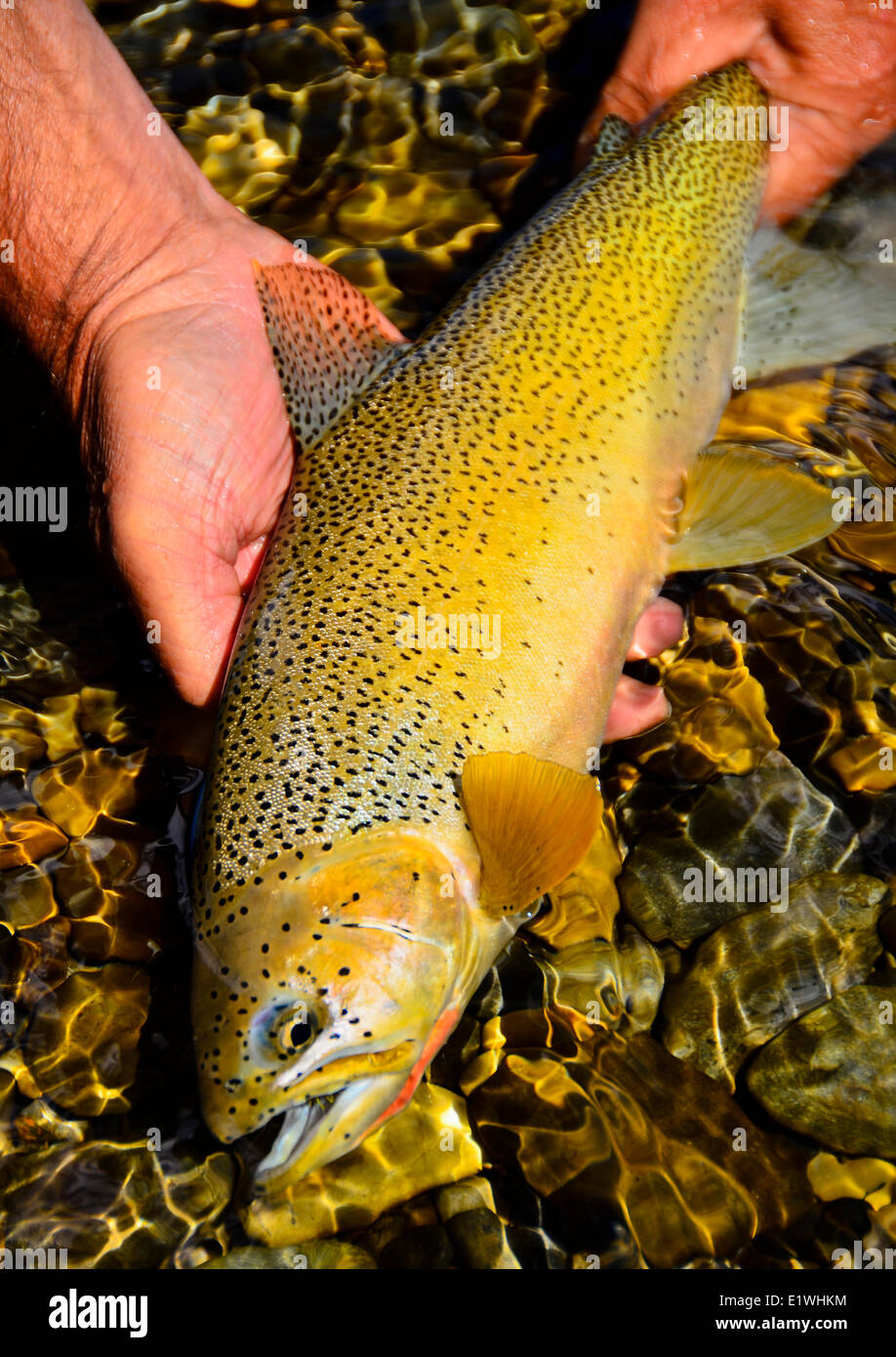 Trota di Cutthroat Foto Stock