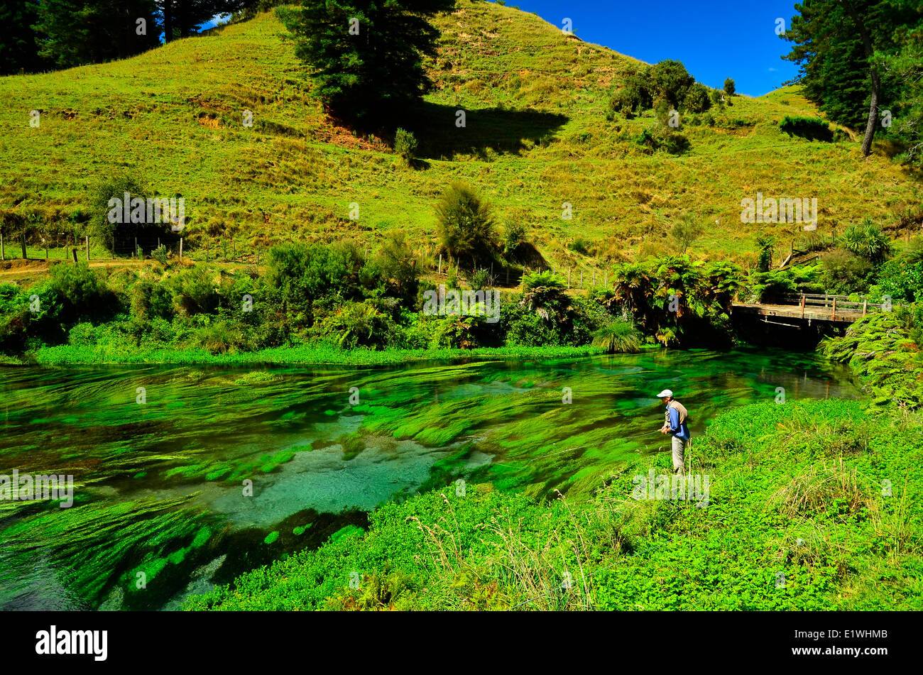 Fiume Waihou Nuova Zelanda trote Fising insenature della molla Foto Stock