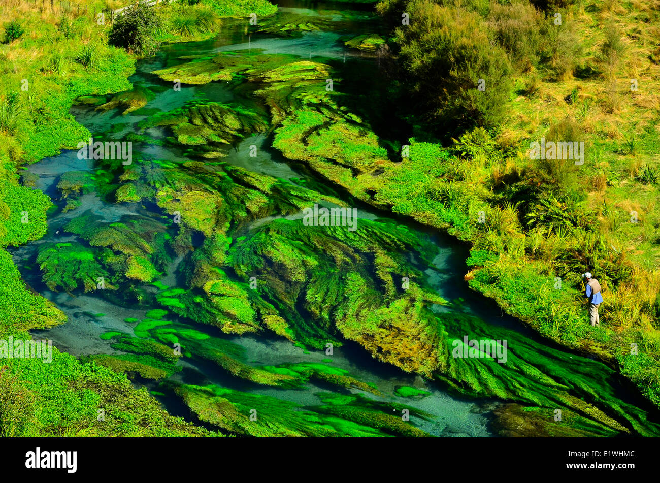 Fiume Waihou Nuova Zelanda trote Fising insenature della molla Foto Stock