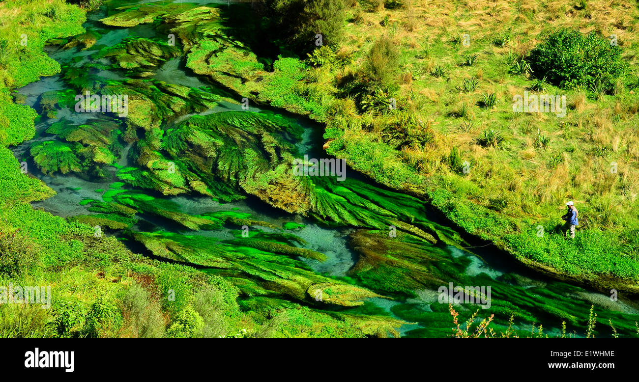 Fiume Waihou Nuova Zelanda trote Fising insenature della molla Foto Stock