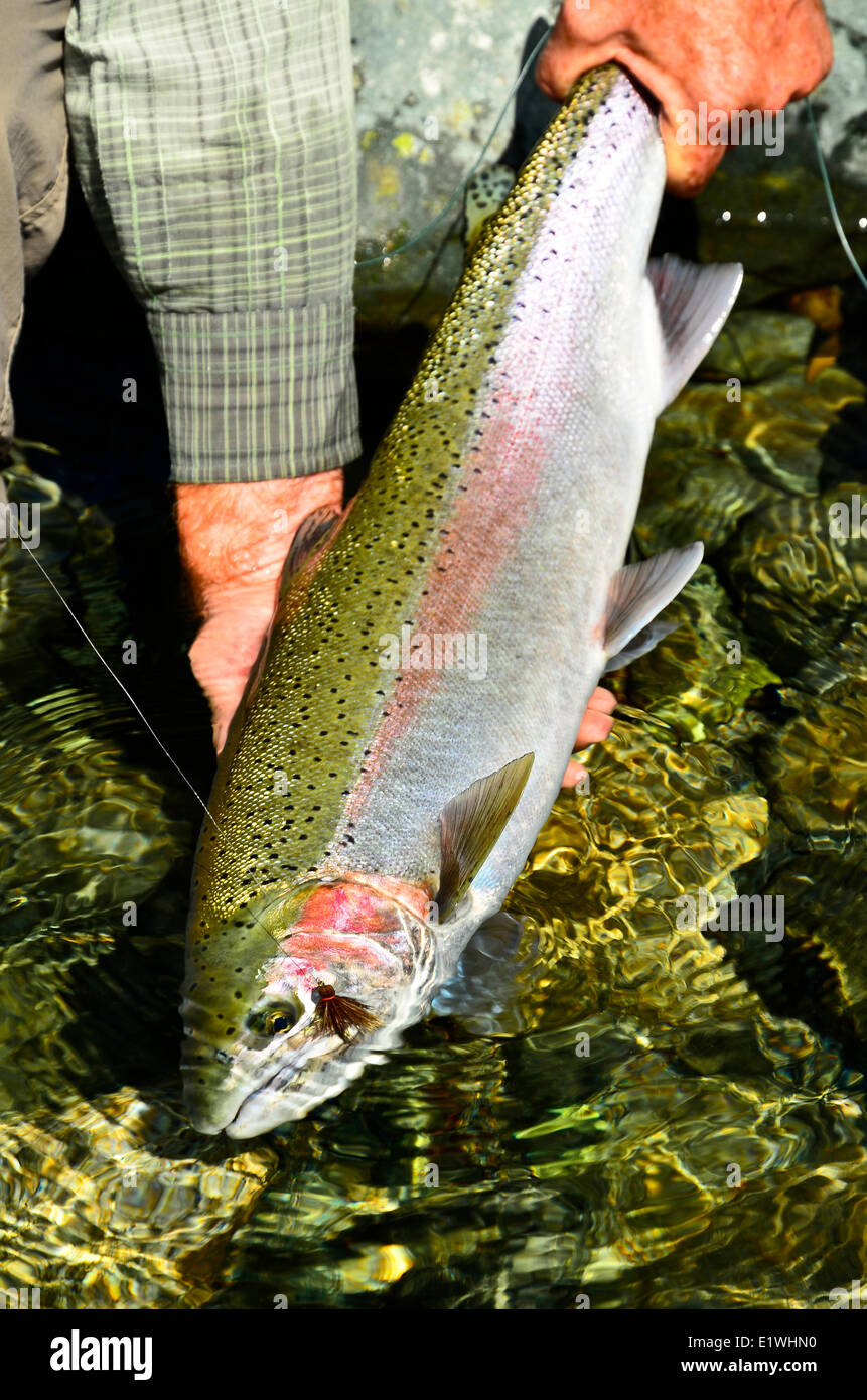 Uomo di Pesca a Mosca Report di pesca, l'isola di Vancouver, Timbro River, British Columbia, Canada Foto Stock