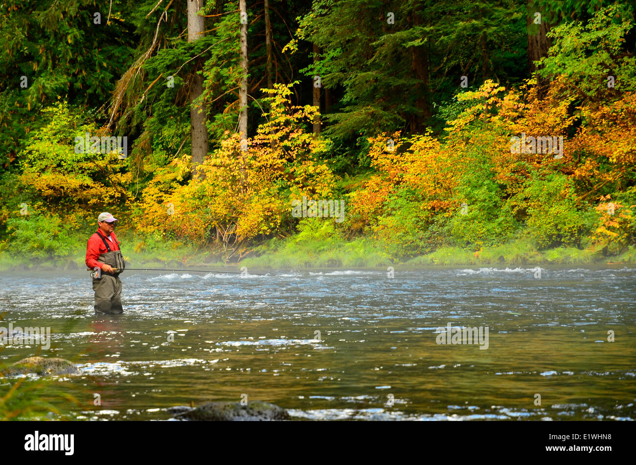 Pescatore a mosca in waders, Fiume Umqua Oregon Steelhead la pesca Foto Stock