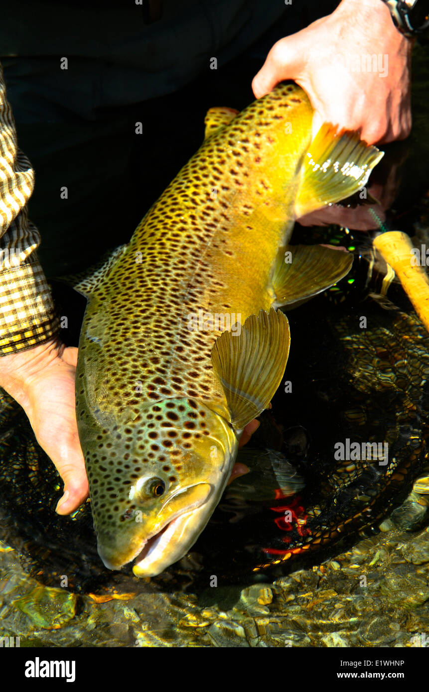 pesca-alla-trota-fario-selvatica-immagini-e-fotografie-stock-ad-alta