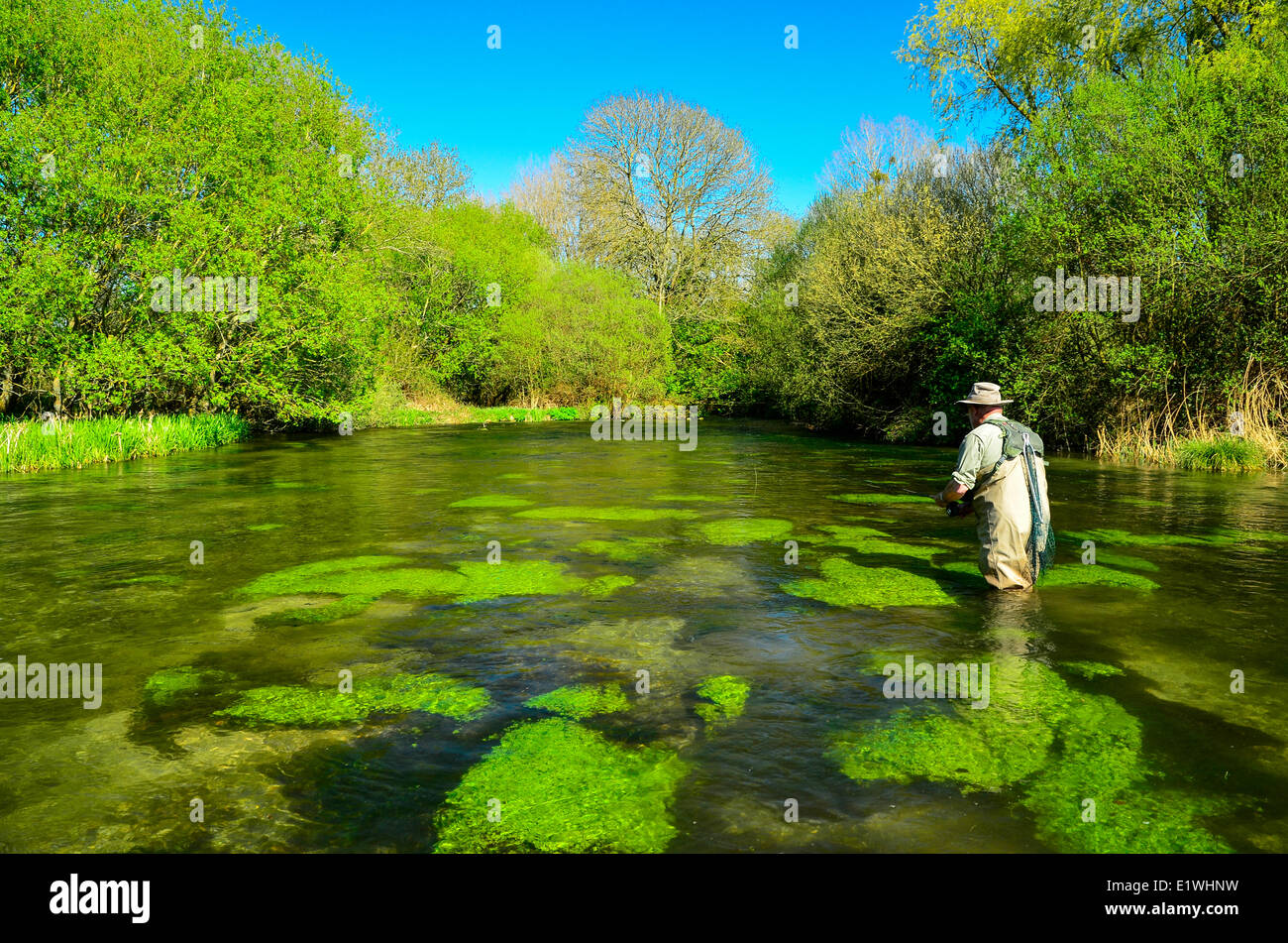 Pescatore a mosca, Fiume Avon, Chalkstreams, Inghilterra Foto Stock