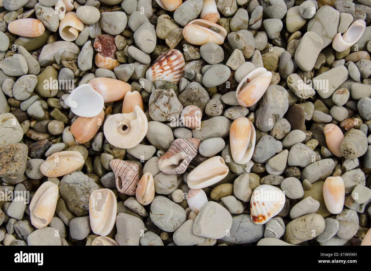 Conchiglie di mare a Playa Santa Teresa, Puntarenas Provincia, Costa Rica. Foto Stock