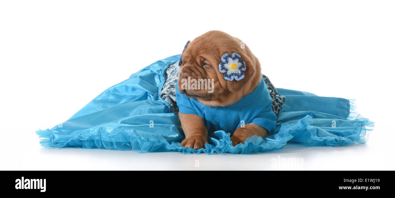 Grazioso cucciolo - femmina Dogue de Bordeaux indossa vestito blu su sfondo bianco Foto Stock