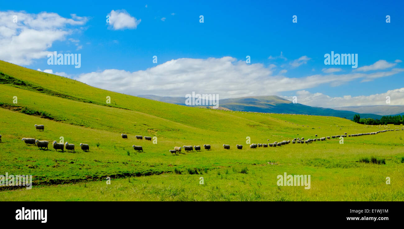Allevamento di ovini, Isola del Sud della Nuova Zelanda Foto Stock